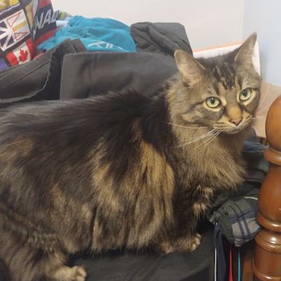 Profile Picture of Bill Tremblay (@candiednose42) on Twitter