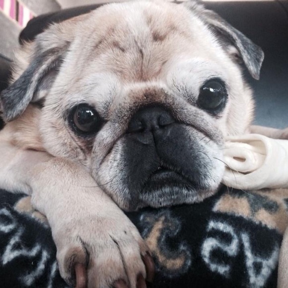 Profile Picture of Holly Goodhart (@hollywoodgoody) on Poshmark