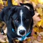 Profile Picture of Appenzeller Sennenhund (@thats.me.bailey) on Instagram