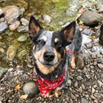 Profile Picture of Bosley Jones ACD (@bosleytheblue) on Instagram
