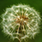 Profile Picture of Lorraine (@ryan_ldcj) on Flickr