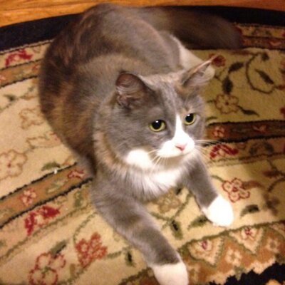 Profile Picture of Scott Knoll (@fakescottknoll) on Twitter