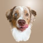 Profile Picture of Papu & Suffeli 🤍 | Miniature American Shepherds (@paputhefloofer) on Instagram