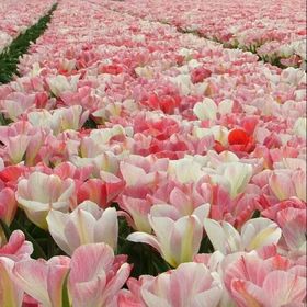 Profile Picture of Eva Chanza (@evachanza) on Pinterest