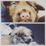 Profile Picture of ollie scott legge (@gizmo_buddy223) on Instagram