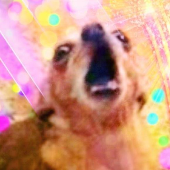 Profile Picture of Harold Garfunkel (@sossboi26) on Poshmark