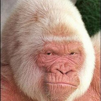 Profile Picture of Adam Gravesen (@AdamGravesen) on Twitter
