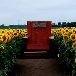 Profile Picture of Von Bergen's Sunflower Farm (@vbveggiefarm) on Instagram