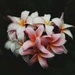 randy - Instagram Profile Picture of randy (@randy.gaul96) on Instagram