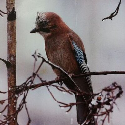 Profile Picture of Geay Olivier (@OlivierGeay) on Twitter