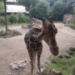 Profile Picture of Thomas Pahlke (@sabtom2012) on Instagram