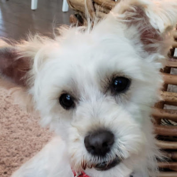 Profile Picture of Christine Raineri (@c_raineri) on Poshmark