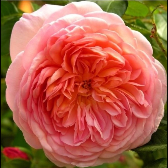 Profile Picture of Victoria Werlein (@vwerlein) on Poshmark