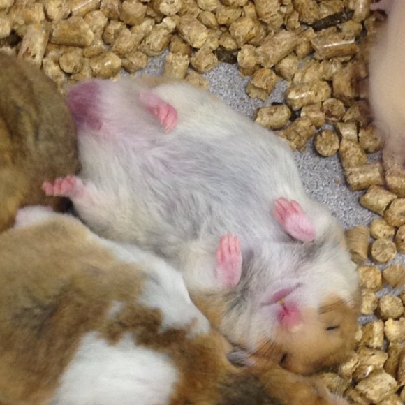 Profile Picture of Brianna Avey (@tateavey) on Poshmark