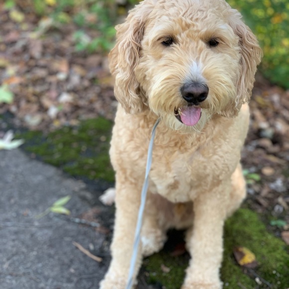 Profile Picture of Nicki Adank (@nickia471) on Poshmark