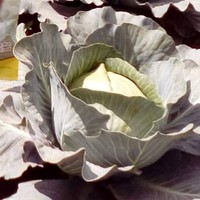 Profile Picture of Stephen Kimeli (@stephen-kimeli-1) on Quora