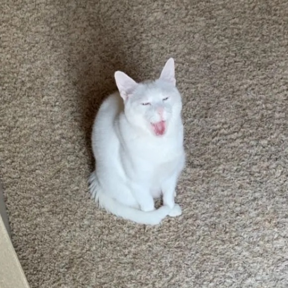 Profile Picture of Allison Breuler (@alliekat351) on Poshmark