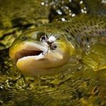 Profile Picture of Robert Holmlund (@holmlund.robert) on Instagram