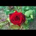 Profile Picture of Pratibha Shukla (@Pratibha-Shukla) on Facebook