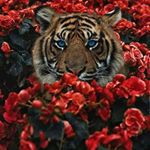 Profile Picture of Brandon Hayden (@hurrikane0122) on Instagram