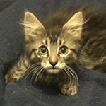 Profile Picture of Janet Taylor (@tinkertottaylor) on Instagram
