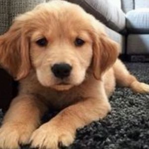 Profile Picture of Max_guagua (@Claudia33469375) on Twitter