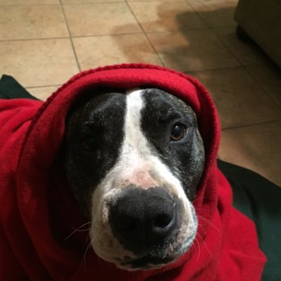 Profile Picture of Scott Sotelo (@ssotelo) on Twitter