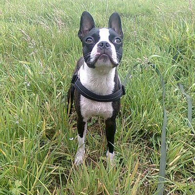 Profile Picture of Michael Tiemann (@Budgesmeinhund) on Twitter