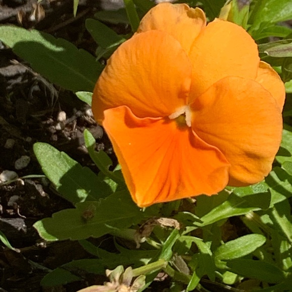 Profile Picture of Nathalia Lopez (@lrnathalia) on Poshmark