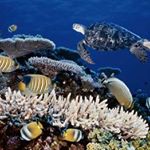 Profile Picture of Mark Lochhead (@mark_lochhead) on Instagram