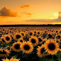 Profile Picture of Lily Gosse (@lily-gosse-1) on Quora