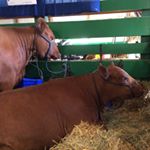 Profile Picture of Trevor Haugen 1 (@trevor8299) on Instagram