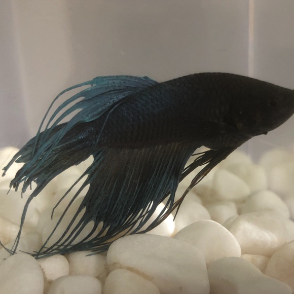 Profile Picture of Stacy Ringold (@ambeerrrrrrrrrr) on Poshmark