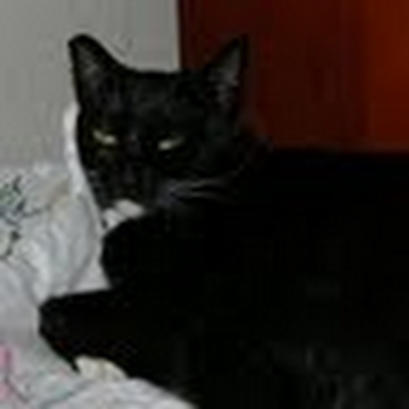 Profile Picture of Gwen Eiland (@gceiland) on Poshmark