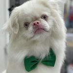 Profile Picture of Carla Harding (@prettyboyottis) on Instagram