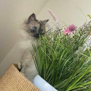 Profile Picture of pameladahlenburg4 (@pameladahlenburg4) on Tiktok