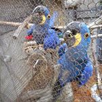 Profile Picture of john gerber (@hyacinthmacaw26) on Instagram