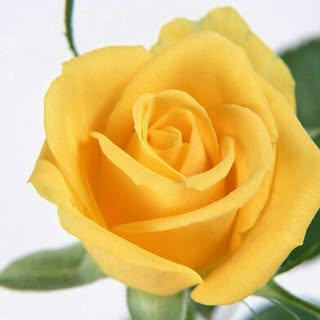 Profile Picture of Mohamad Chouman (@mohamad.chouman) on Instagram