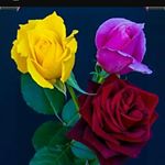 Lea hernandez - Instagram Profile Picture of Lea hernandez (@leahernandez22) on Instagram