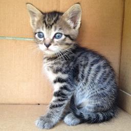 Profile Picture of Cindy Hostetler (@septchat) on Twitter