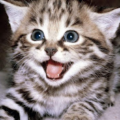 Profile Picture of Kevin Palermo (@kevinpalermo6397) on Youtube