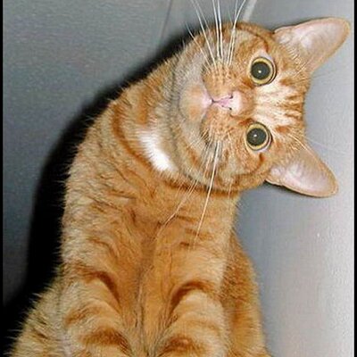 Profile Picture of Erik Bogart (@ErikBogart1995) on Twitter