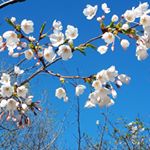 Profile Picture of Debbie Grant (@debhelf) on Instagram