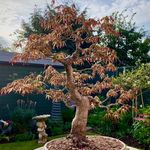 Profile Picture of John Starkey (@johnsbonsai_67) on Instagram