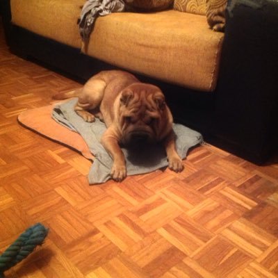 Profile Picture of Daniel Garcia (@koeman1980) on Twitter