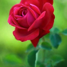 Profile Picture of Zahra Alizadeh (@zahraalizadeh22) on Twitter