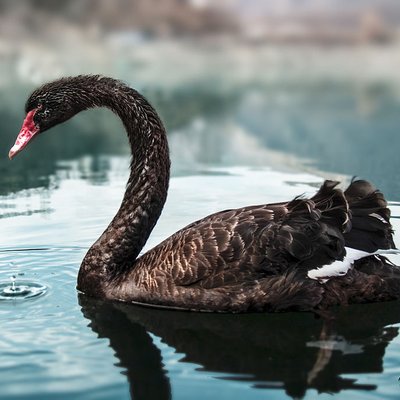 Profile Picture of Bradley E Alger (@BradAlgerLab) on Twitter