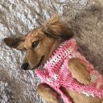 Profile Picture of Maya Russo (@daschundmaya) on Instagram