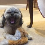 Profile Picture of Leo 🐻 Bear Boyle (@leobear305) on Instagram