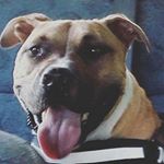 Profile Picture of PETER PUNK (@gino_manzi) on Instagram
